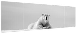 Obraz - Lední medvěd, černobílá (170x50 cm)