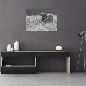 Obraz - Skotská kráva 5, černobílá (70x50 cm)