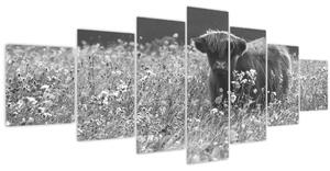 Obraz - Skotská kráva 5, černobílá (210x100 cm)