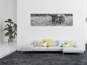 Obraz - Skotská kráva 5, černobílá (170x50 cm)