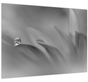 Obraz - Kapka na květu, černobílá (70x50 cm)