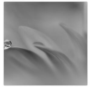 Obraz - Kapka na květu, černobílá (30x30 cm)
