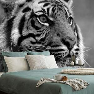 Samolepící fototapeta bengálský černobílý tygr - 300x200 cm