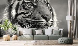 Tapeta černobílý tygr - 300x200 cm