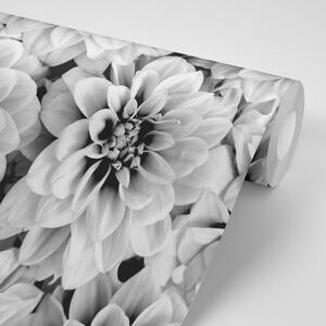 Fototapeta květiny dálí v černobílém provedení