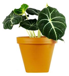 Alocasia Black Velvet, průměr 12 cm Alokásie, Alokázie