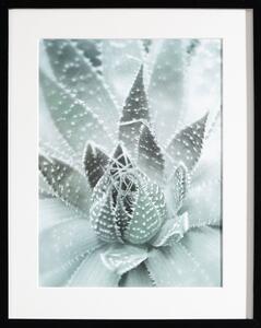 Obraz Succulents III 40x50xcm