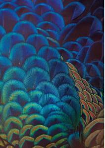 Obraz na plátně Multicolor Feathers