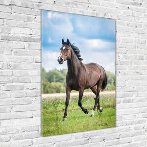Vertikální Vertikální Foto obraz sklo tvrzené Kůň na poli osv-100002139