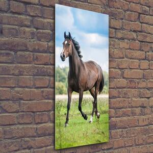 Vertikální Vertikální Foto obraz sklo tvrzené Kůň na poli osv-100002139