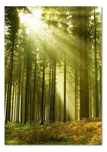 Vertikální Foto obraz fotografie na skle Slunce v lese osv-10017097