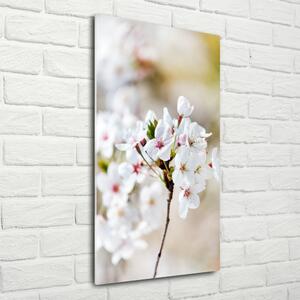 Vertikální Foto obraz sklo tvrzené Květy višně osv-100965392
