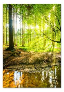 Vertikální Foto obraz fotografie na skle Slunce v lese osv-101332192