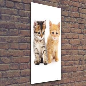 Vertikální Foto-obraz skleněný svislý Šedá a červená kočka osv-101681955