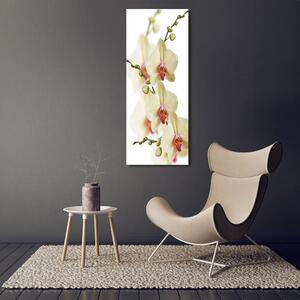 Vertikální Vertikální Foto obraz na plátně do obýváku Orchidej ocv-102443917
