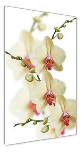 Vertikální Foto-obrah sklo tvrzené Orchidej osv-102443917