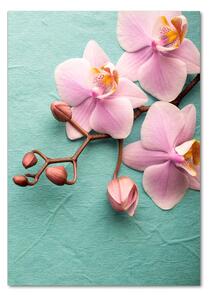 Vertikální Fotoobraz na skle Růžová orchidej osv-102905480