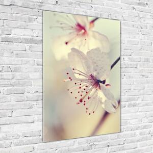 Vertikální Foto obraz sklo tvrzené Květy višně osv-102906126