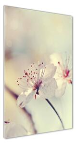 Vertikální Foto obraz sklo tvrzené Květy višně osv-102906126