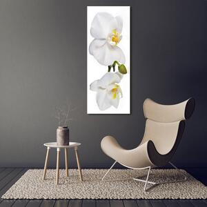 Vertikální Foto obraz fotografie na skle Bílá orchidej osv-103920801