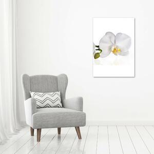 Vertikální Foto obraz fotografie na skle Bílá orchidej osv-103920801