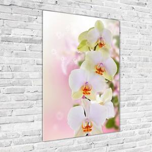 Vertikální Foto obraz fotografie na skle Bílá orchidej osv-103974386
