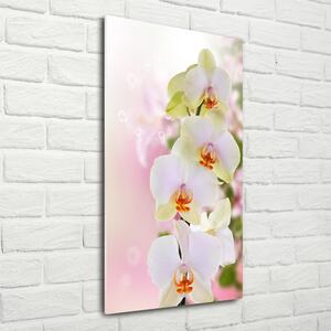 Vertikální Foto obraz fotografie na skle Bílá orchidej osv-103974386