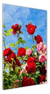 Vertikální Foto obraz sklo tvrzené Divoká růže osv-104021490
