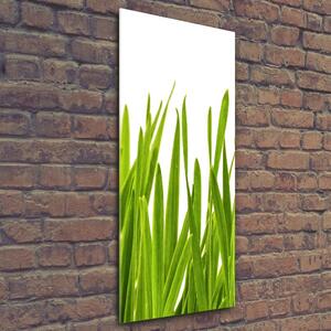 Vertikální Foto obraz sklo tvrzené Zelená tráva osv-104077320