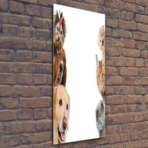 Vertikální Foto-obrah sklo tvrzené Psy a kočky osv-104206550