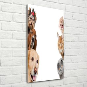 Vertikální Foto-obrah sklo tvrzené Psy a kočky osv-104206550
