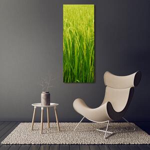 Vertikální Foto obraz fotografie na skle Plantáž rýže osv-104337572