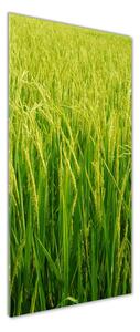 Vertikální Foto obraz fotografie na skle Plantáž rýže osv-104337572