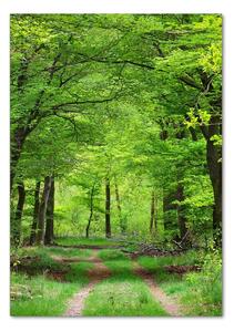 Vertikální Foto obraz sklo tvrzené Zelený les osv-104709227