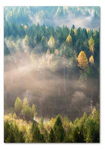 Vertikální Foto obraz fotografie na skle Mlha nad lesem osv-104886541