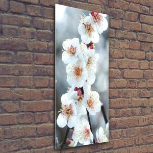 Vertikální Foto obraz sklo tvrzené Květy višně osv-104952401