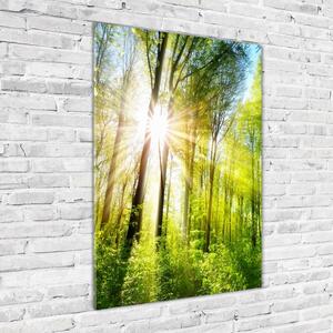 Vertikální Foto obraz fotografie na skle Slunce v lese osv-105833930