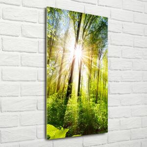 Vertikální Foto obraz fotografie na skle Slunce v lese osv-105833930