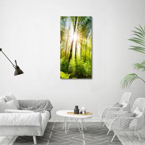 Vertikální Foto obraz na plátně Slunce v lese ocv-105833930