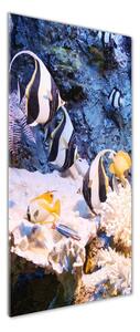 Vertikální Foto obraz sklo tvrzené Korálový útes osv-105919456