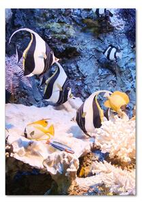 Vertikální Foto obraz sklo tvrzené Korálový útes osv-105919456