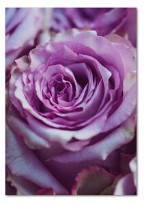 Vertikální Foto obraz fotografie na skle Fialové růže osv-106010688