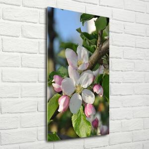 Vertikální Foto obraz sklo tvrzené Květy višně osv-106222924