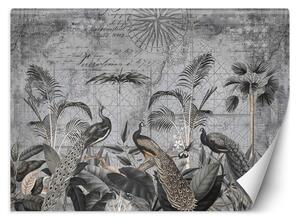 Fototapeta Pávy v tmavěšedých tropech - Andrea Haase Materiál: Vliesová, Rozměry: 200 x 140 cm