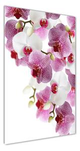 Vertikální Foto-obrah sklo tvrzené Orchidej osv-107506962