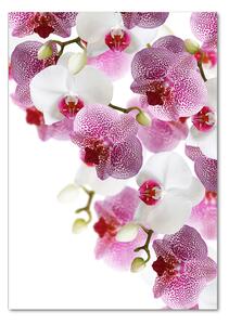 Vertikální Foto-obrah sklo tvrzené Orchidej osv-107506962