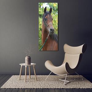 Vertikální Foto obraz sklo tvrzené Portrét koně osv-107892402