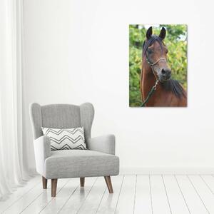 Vertikální Foto obraz na plátně Portrét koně ocv-107892402