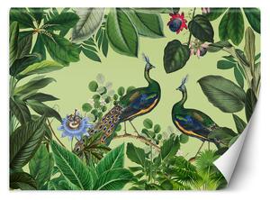 Fototapeta Pávy v tropickém parku - Andrea Haase Materiál: Vliesová, Rozměry: 200 x 140 cm