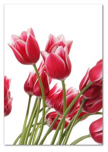 Vertikální Fotoobraz na skle Červené tulipány osv-109710799